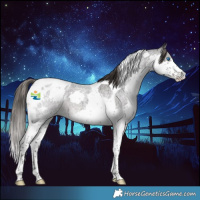 Horse Color:Smoky Blue Roan Splash Tobiano Appaloosa