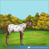 Horse Color:Chestnut Appaloosa 