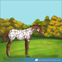 Horse Color:Chestnut Appaloosa 