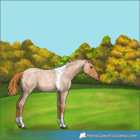 Horse Color:Red Roan Tobiano 