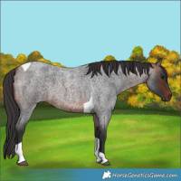 Horse Color:Brown Roan Tobiano 