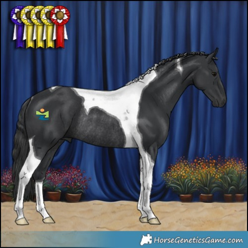 Horse Color:Black Tobiano Rabicano 