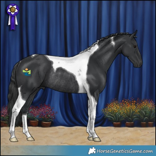 Horse Color:Black Tobiano Rabicano 