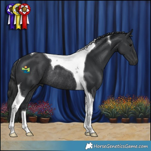Horse Color:Black Tobiano Rabicano 