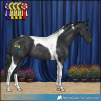 Horse Color:Black Tobiano Rabicano