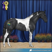 Horse Color:Black Tobiano Rabicano 