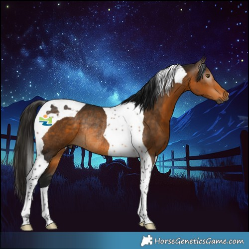 Horse Color:Gray Buckskin Tobiano Rabicano 