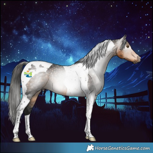 Horse Color:Gray Buckskin Tobiano Rabicano 