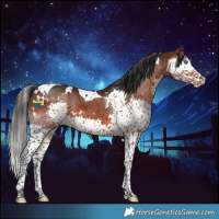 Horse Color:White Spotted Brown Splash Tobiano 