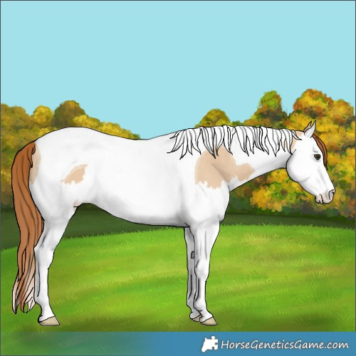 Horse Color:Red Dun Splash Tobiano Rabicano 