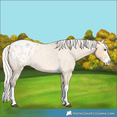 Horse Color:Silver Buckskin Roan Dun Splash Appaloosa 