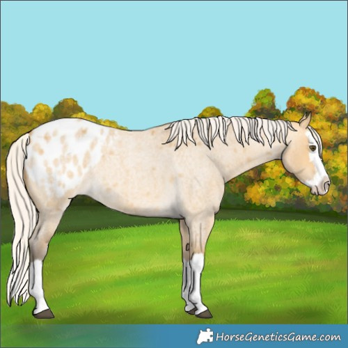 Horse Color:Silver Buckskin Roan Dun Splash Appaloosa 