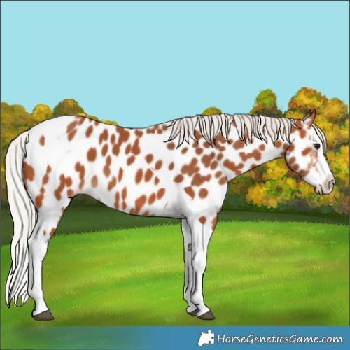 Horse Color:Silver Bay Splash Tobiano Appaloosa 