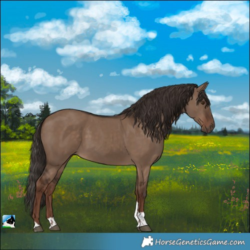 Horse Color:White Spotted Liver Red Dun Tobiano