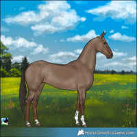 Horse Color:White Spotted Liver Red Dun Tobiano 