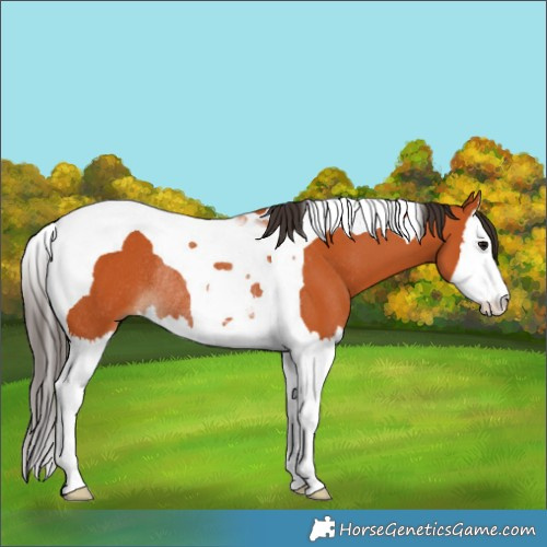 Horse Color:Bay Splash Tobiano Rabicano 