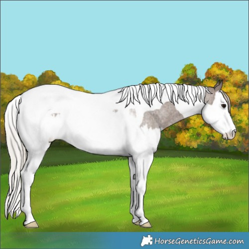 Horse Color:Silver Blue Roan Splash Tobiano 