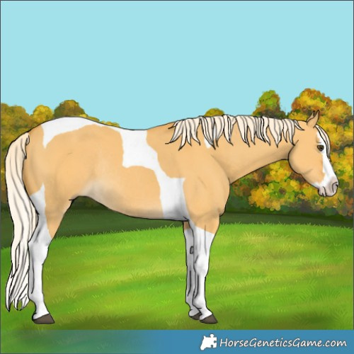 Horse Color:Palomino Dun Splash Tobiano Rabicano 