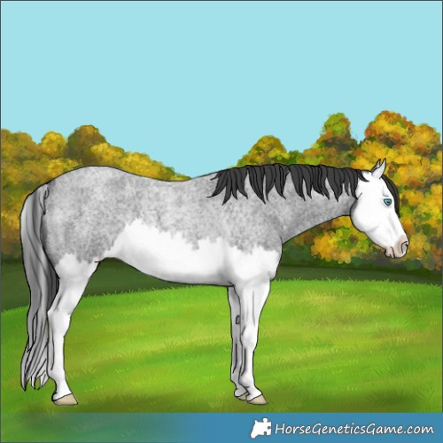 Horse Color:Blue Roan Splash Rabicano 
