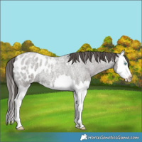 Horse Color:Grullo Roan Splash Appaloosa 