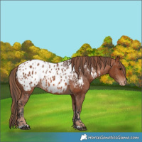 Horse Color:Bay Appaloosa and Chestnut Appaloosa