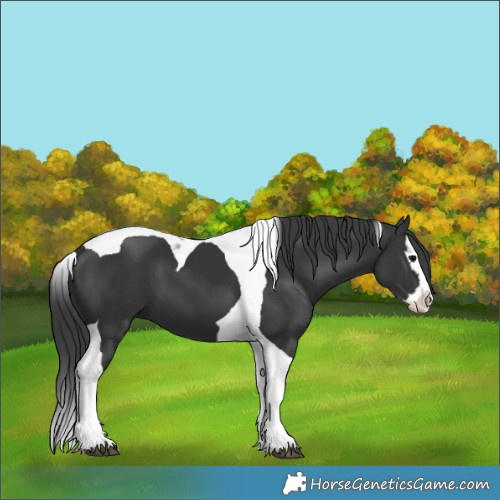 Horse Color:Black Splash Tobiano 