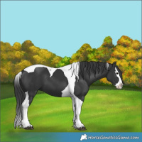 Horse Color:Black Splash Tobiano 