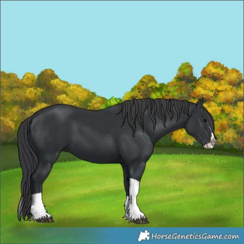 Horse Color:Black Splash Tobiano 