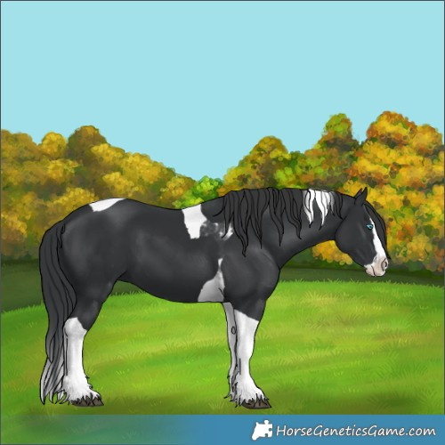 Horse Color:Black Splash Tobiano 