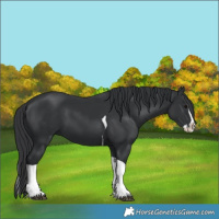 Horse Color:Black Splash Tobiano 