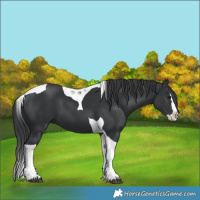 Horse Color:Black Splash Tobiano 
