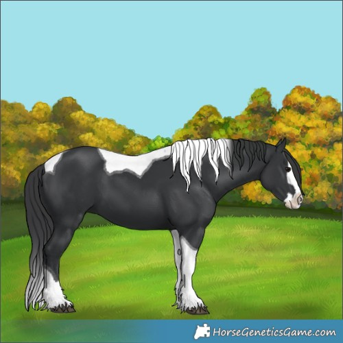 Horse Color:Black Splash Tobiano 