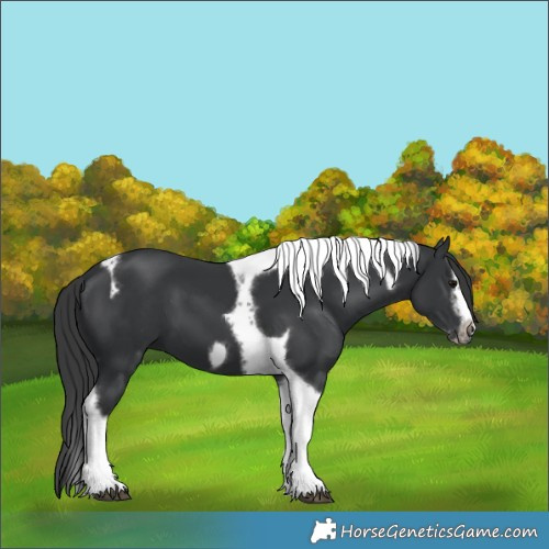 Horse Color:Black Splash Tobiano Frame