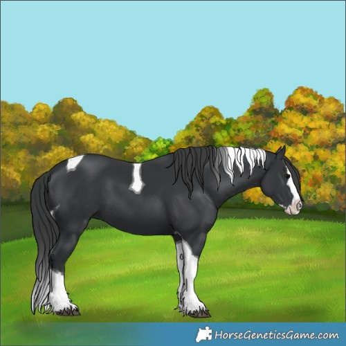 Horse Color:Black Splash Tobiano