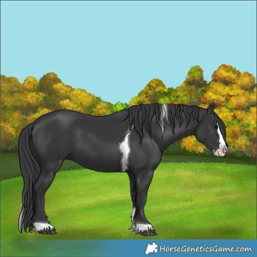 Horse Color:Black Splash Tobiano