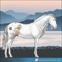 Horse Color:White Spotted Silver Buckskin Dun Splash Tobiano 