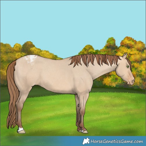 Horse Color:Amber Champagne Dun Appaloosa 