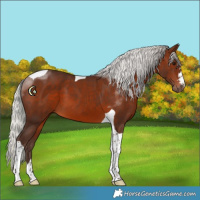 Horse Color:Silver Brown Tobiano 