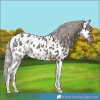 Horse Color:Silver Black Tobiano Appaloosa 