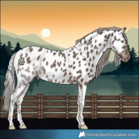 Horse Color:Silver Black Tobiano Near Leopard 