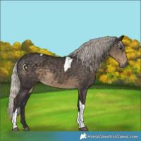 Horse Color:Silver Smoky Black Tobiano