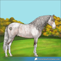 Horse Color:White Spotted Silver Brown Roan Appaloosa 