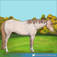 Horse Color:Red Roan Appaloosa 