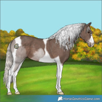 Horse Color:Silver Black Tobiano