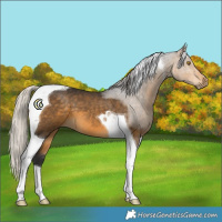 Horse Color:Silver Buckskin Tobiano