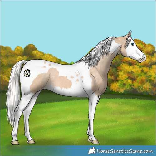Horse Color:Silver Perlino Splash Tobiano Appaloosa