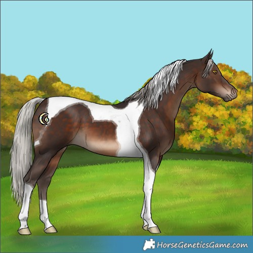 Horse Color:Silver Brown Tobiano 
