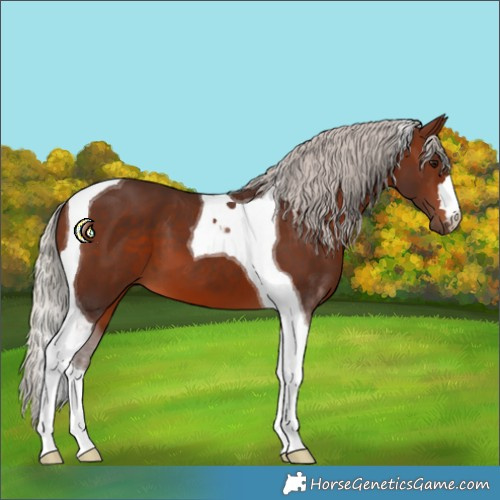Horse Color:Silver Brown Tobiano 