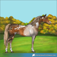 Horse Color:White Spotted Chocolate Palomino