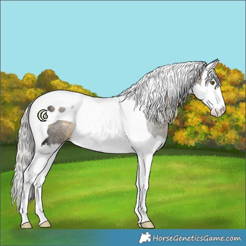 Horse Color:Silver Buckskin Splash Tobiano